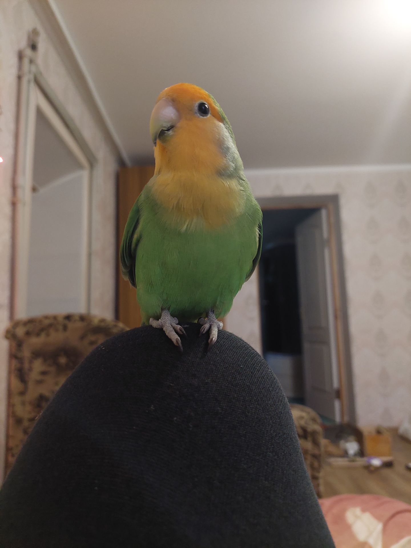 Розовощекий неразлучник