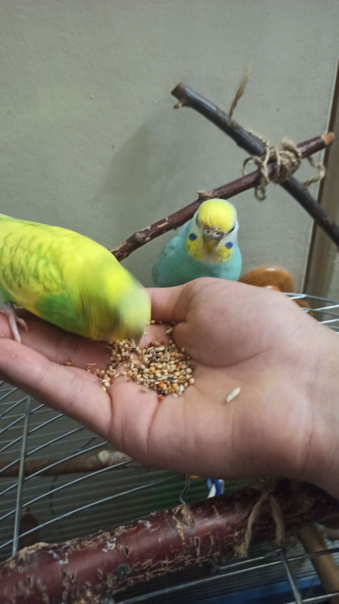 Пара хвилястий папуга