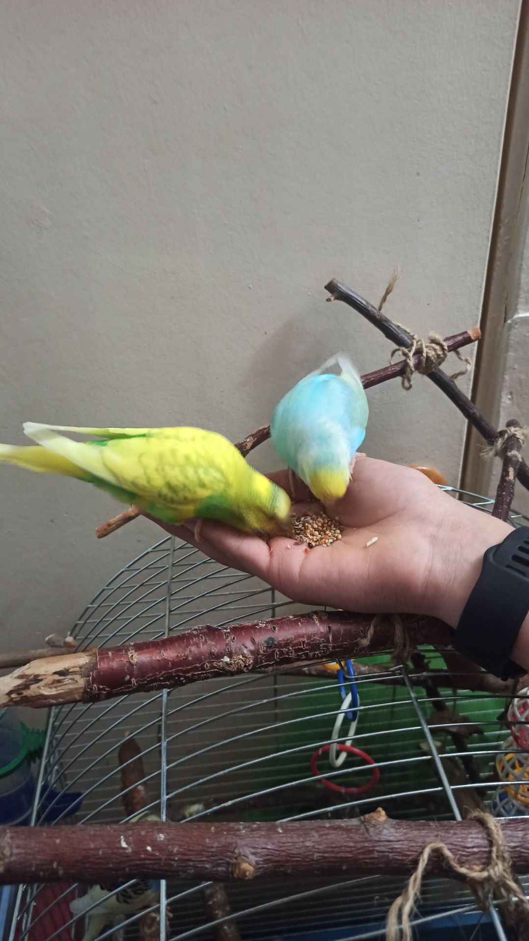 Пара хвилястий папуга