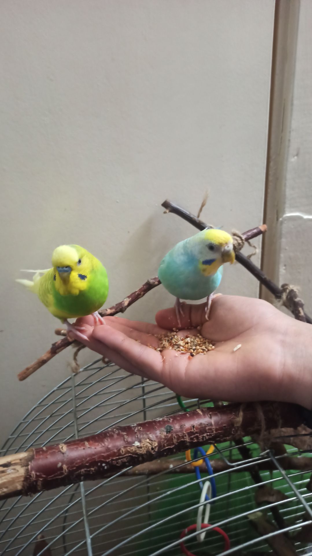 Пара хвилястий папуга