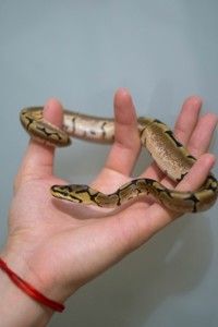 Карликовый Королевский питон, Региус - яркие особи, молодые, ручные