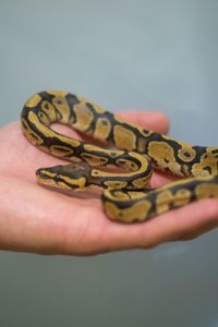 Карликовый Королевский питон, Региус - яркие особи, молодые, ручные