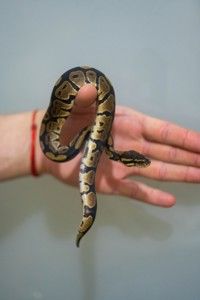 Карликовый Королевский питон, Региус - яркие особи, молодые, ручные