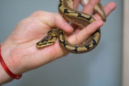 Карликовый Королевский питон, Региус - яркие особи, молодые, ручные