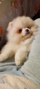 Мальчик Померансуого Шпица КСУ мини белого окраса