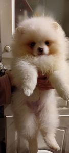 Мальчик Померансуого Шпица КСУ мини белого окраса