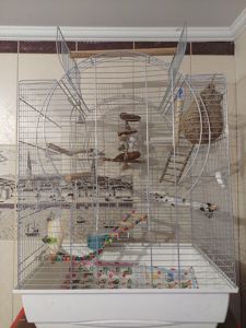 Розовощекий неразлучник