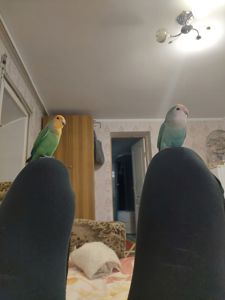 Розовощекий неразлучник