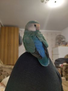 Розовощекий неразлучник