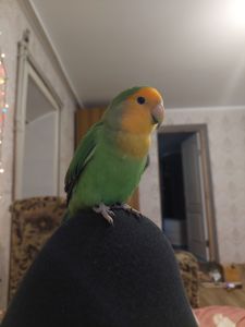 Розовощекий неразлучник