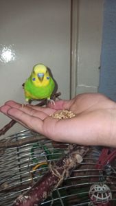 Пара хвилястий папуга