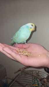 Пара хвилястий папуга