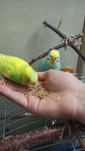 Пара хвилястий папуга