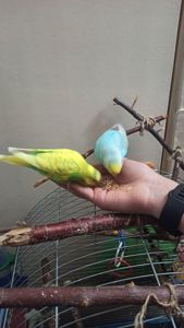 Пара хвилястий папуга