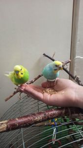 Пара хвилястий папуга