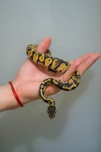 Карликовый Королевский питон, Региус - яркие особи, молодые, ручные