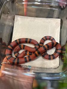 Красная змея, молочная змея гондурасская, полосата змія