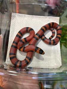 Красная змея, молочная змея гондурасская, полосата змія