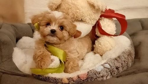 Міні хлопчик мальтіпу Ф1