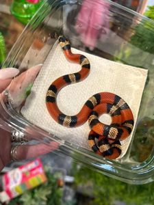 Красная змея, молочная змея гондурасская, полосата змія