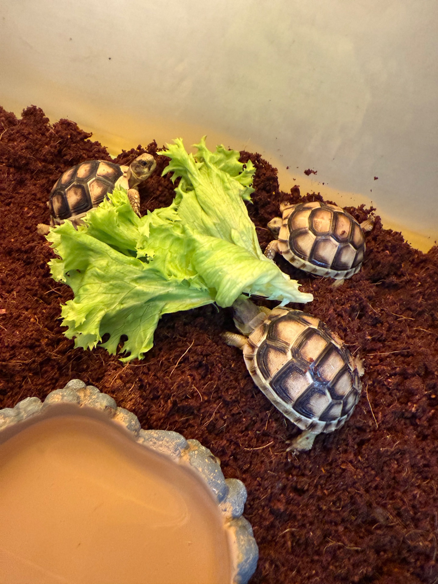 Облямована сухопутна черепаха. Залишились 2 шт