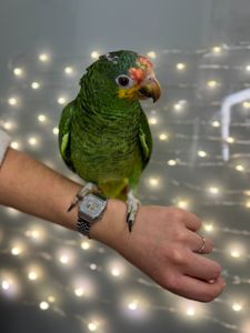 Амазон, яскравий амазон