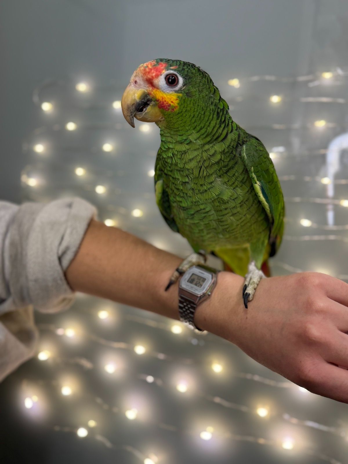 Амазон, яскравий амазон