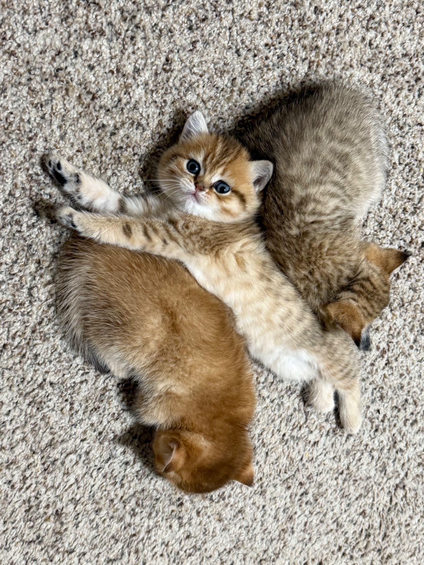 Котята Золота шиншила