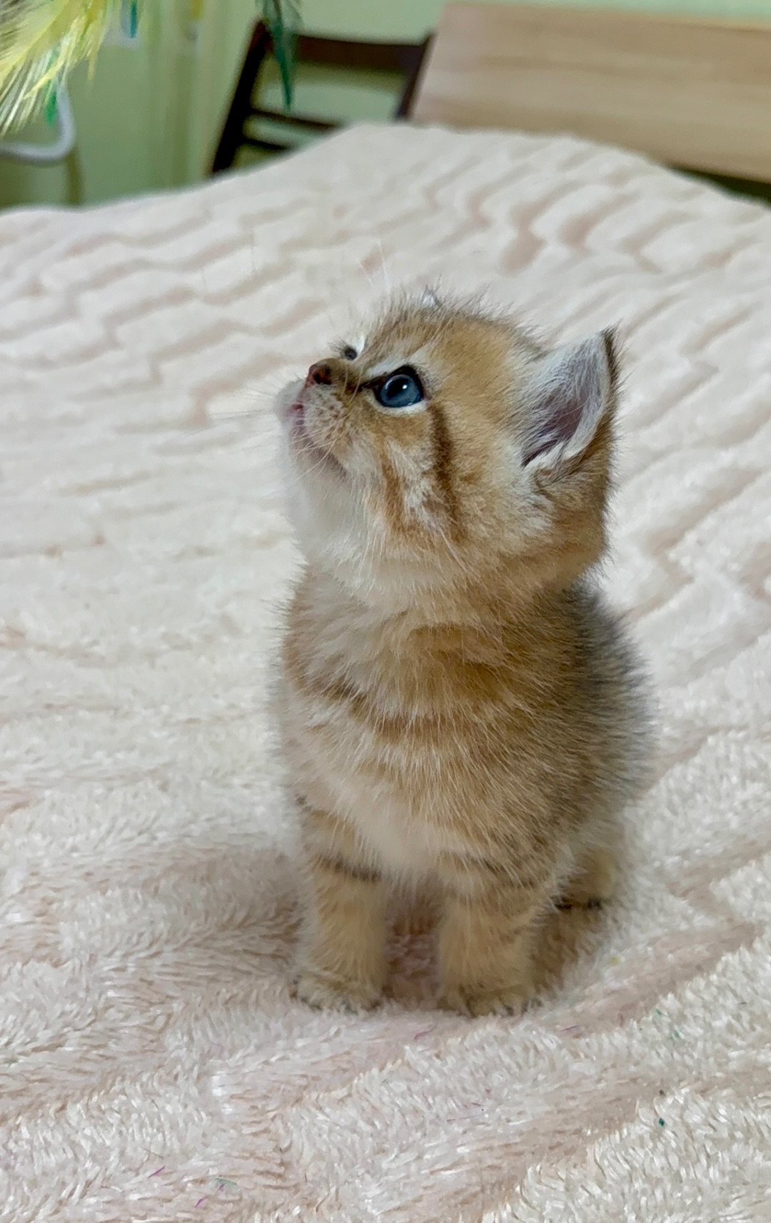 Котята Золота шиншила