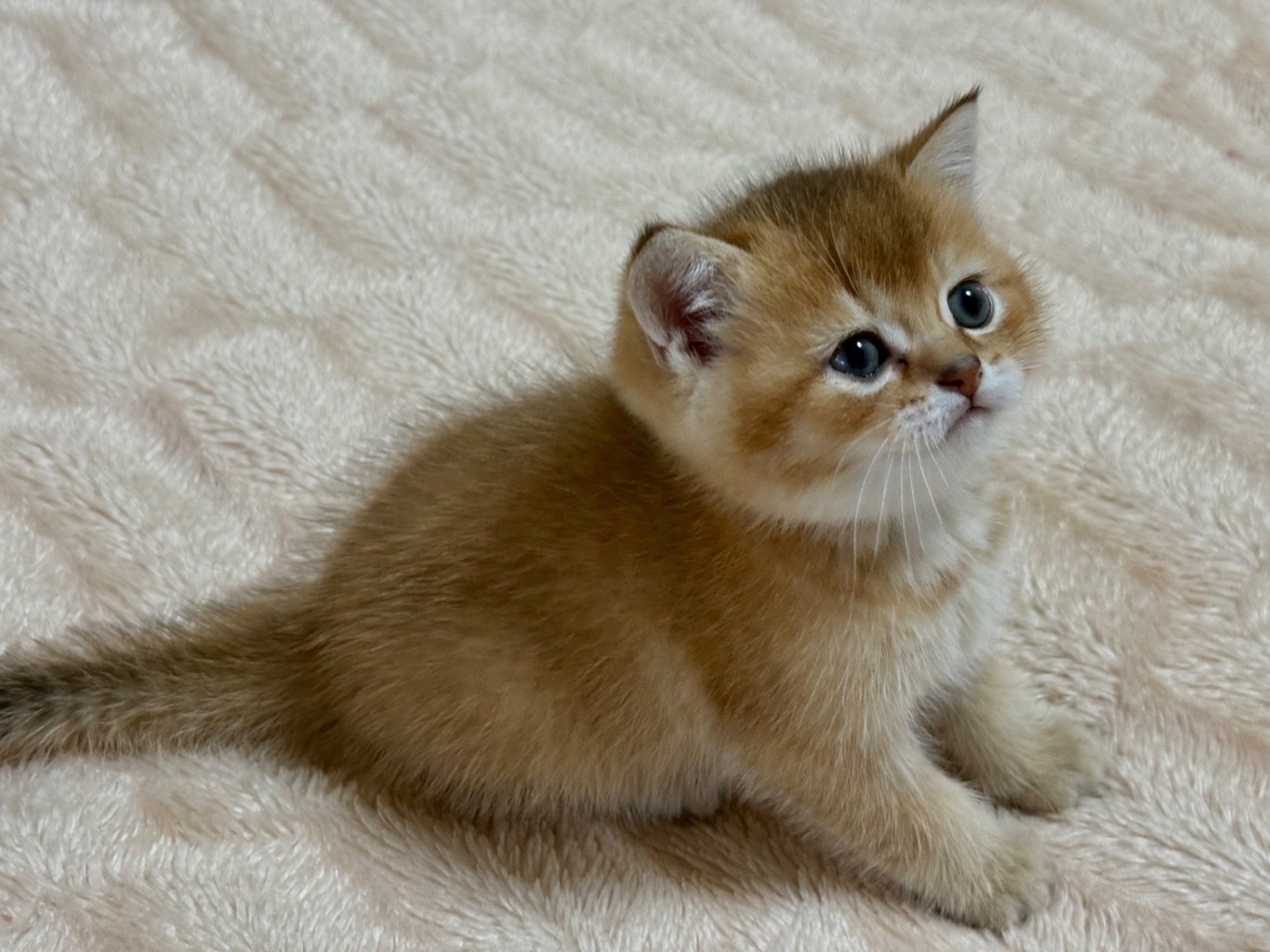 Котята Золота шиншила