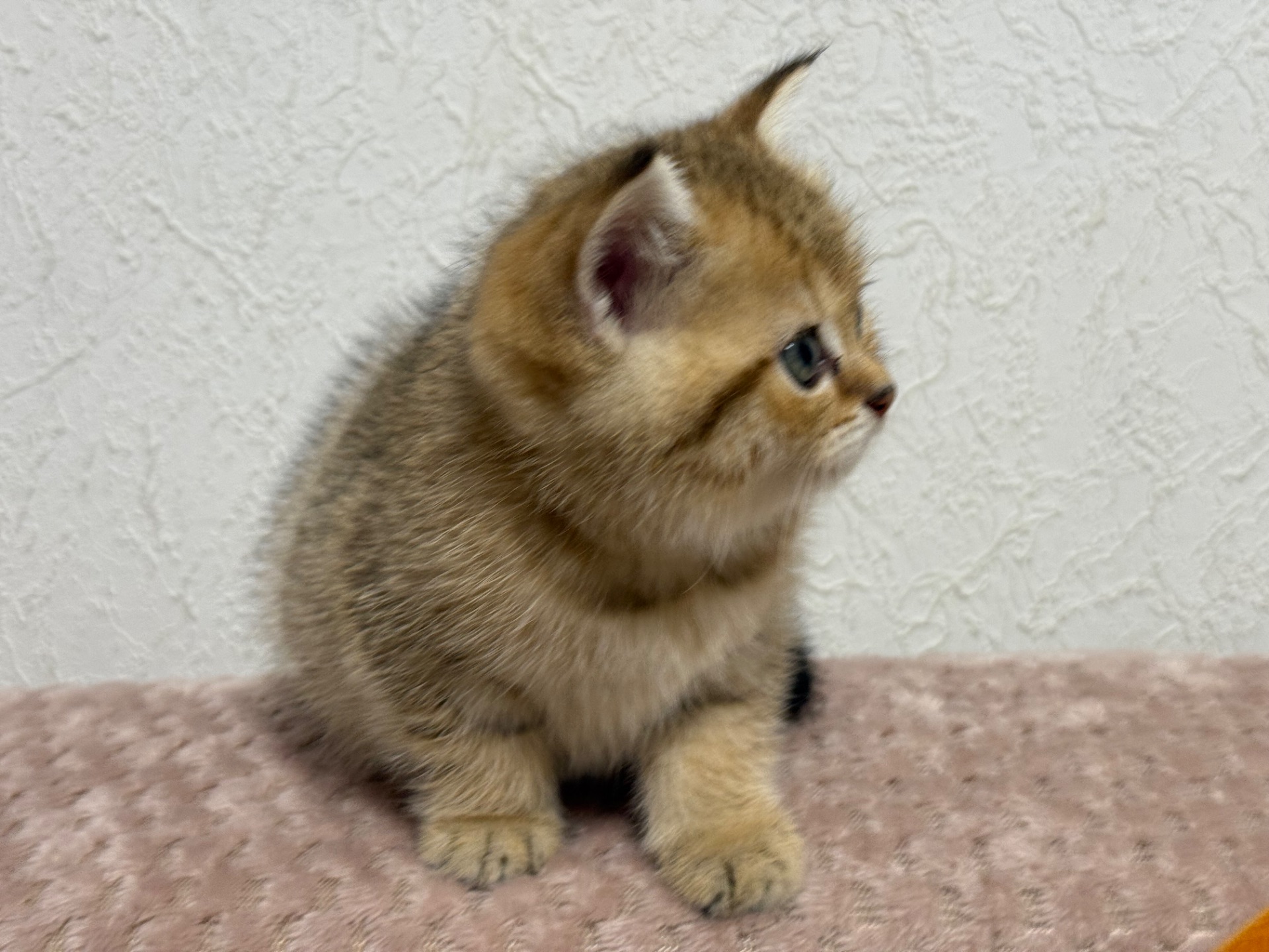 Котята Золота шиншила