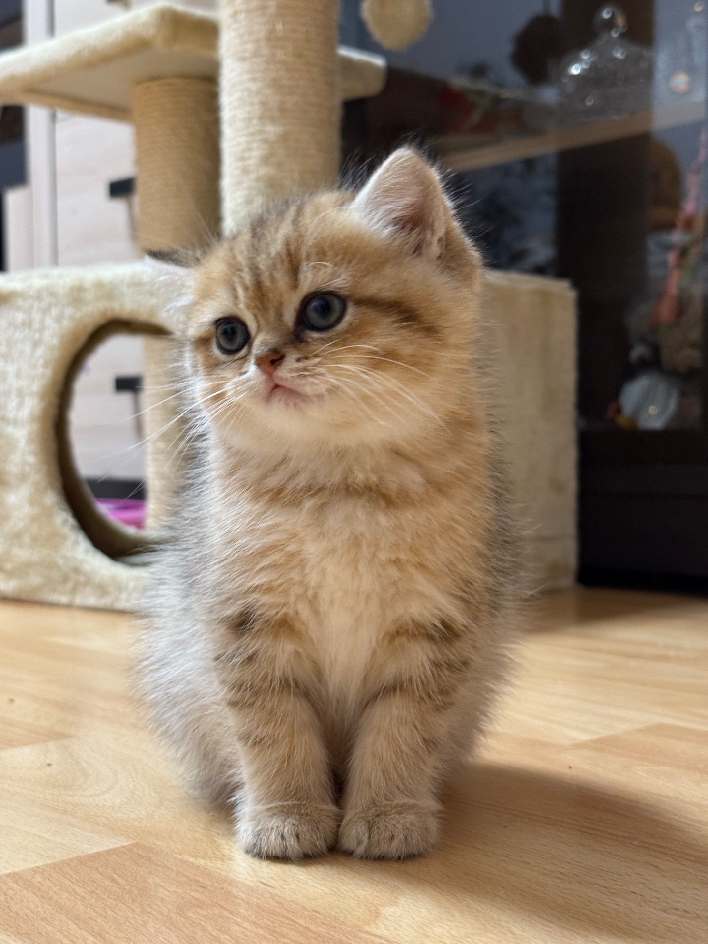 Котята Золота шиншила