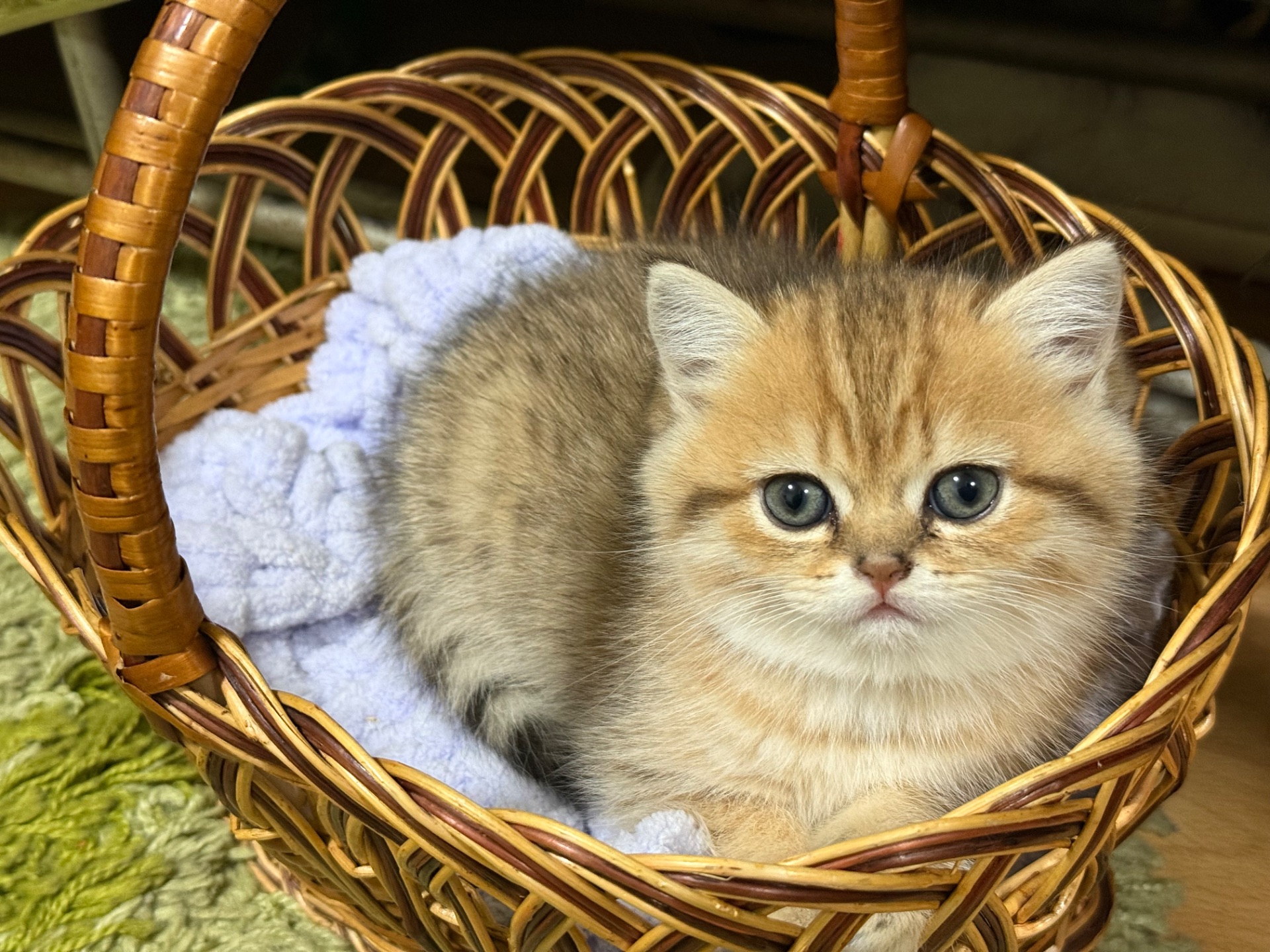 Котята Золота шиншила