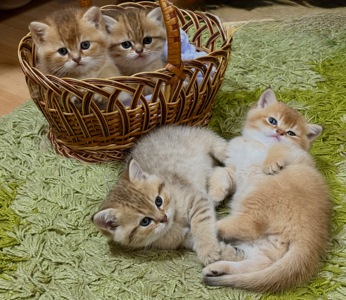 Котята Золота шиншила