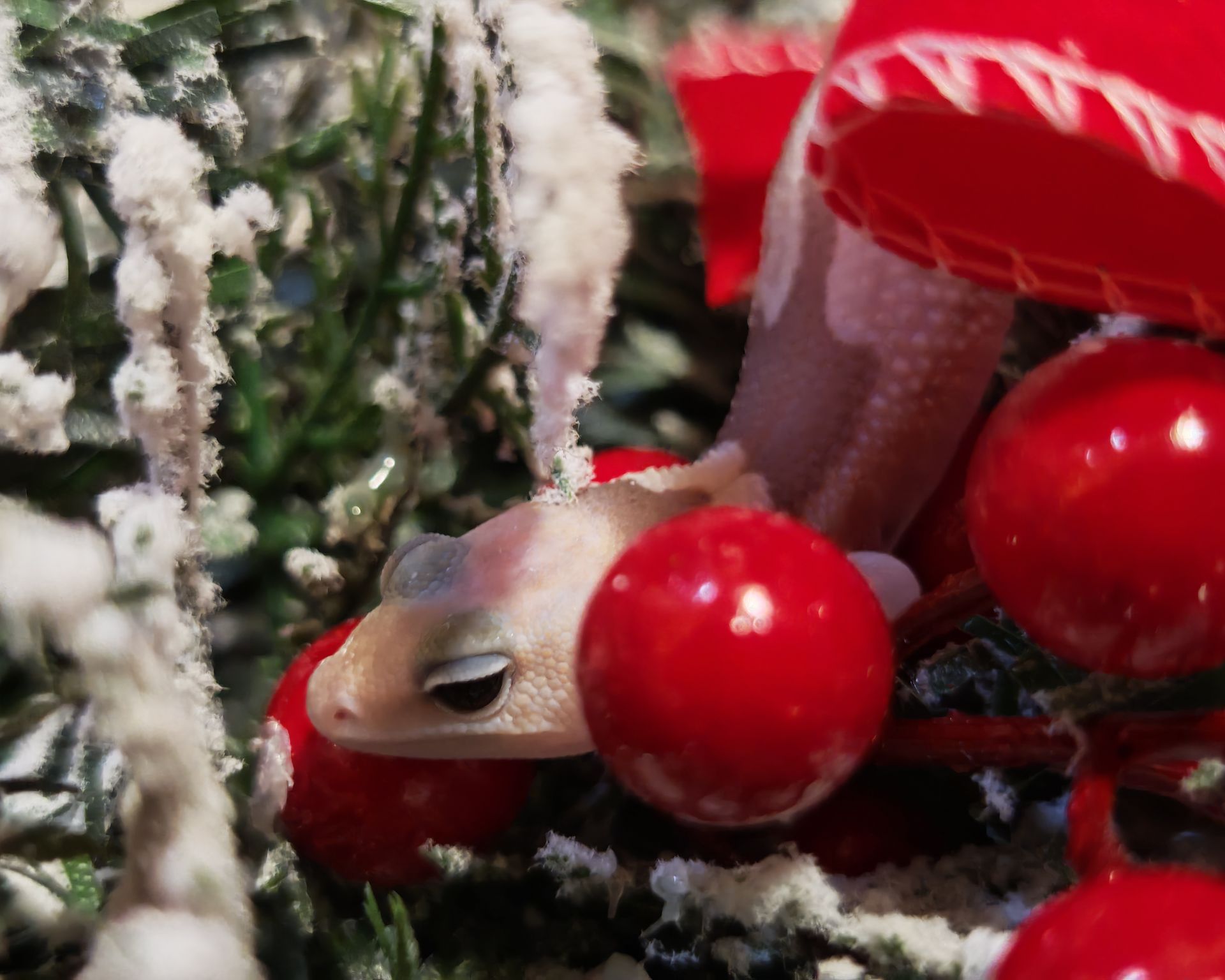 Гемітеконекс (Hemitheconyx caudicinctus)