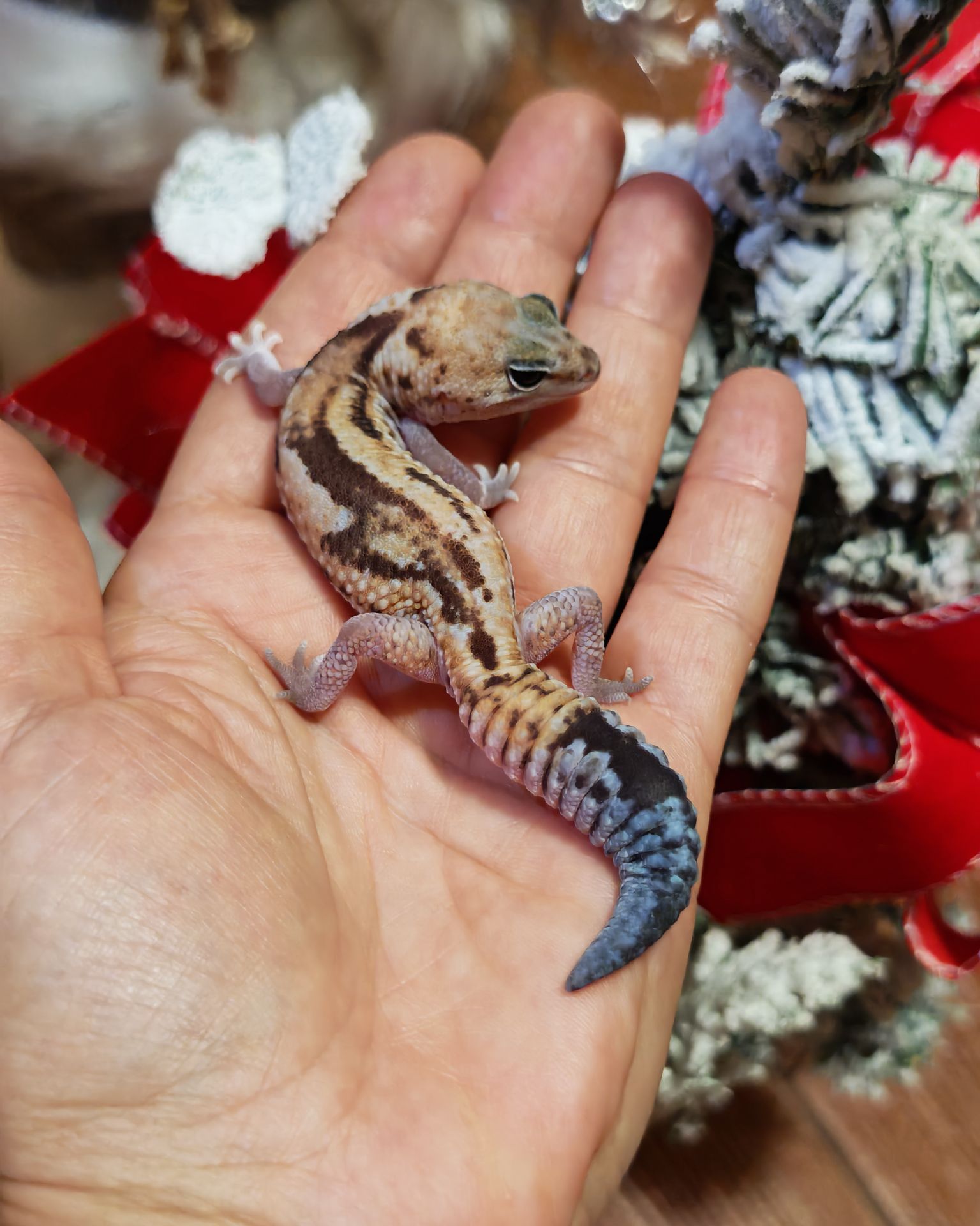 Гемітеконекс (Hemitheconyx caudicinctus)