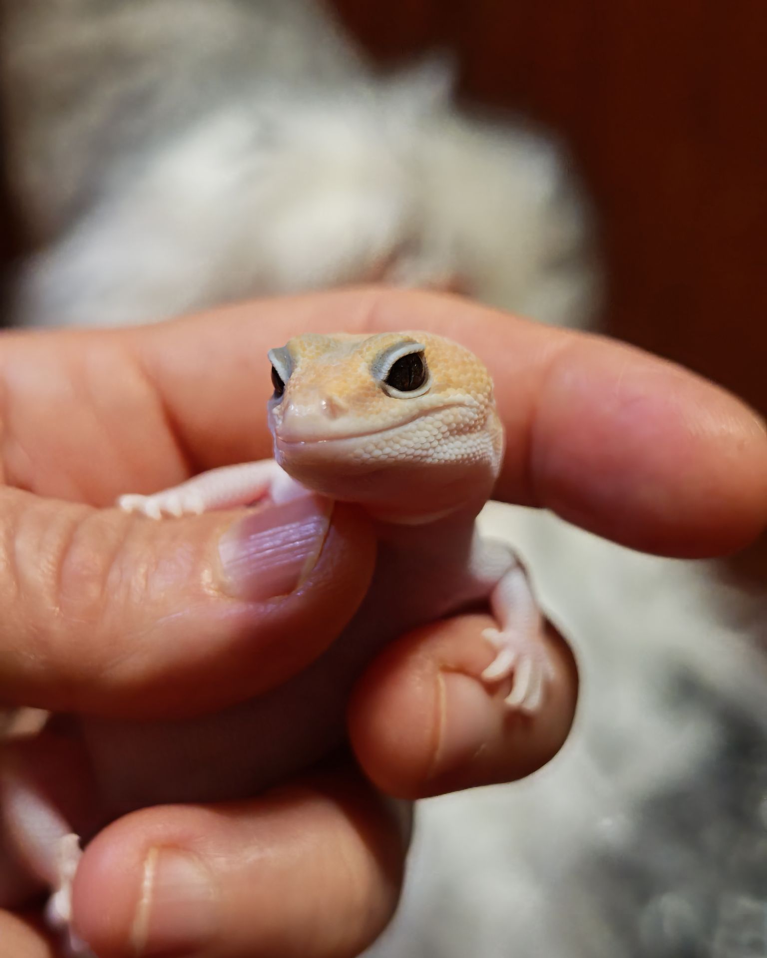 Гемітеконекс (Hemitheconyx caudicinctus)