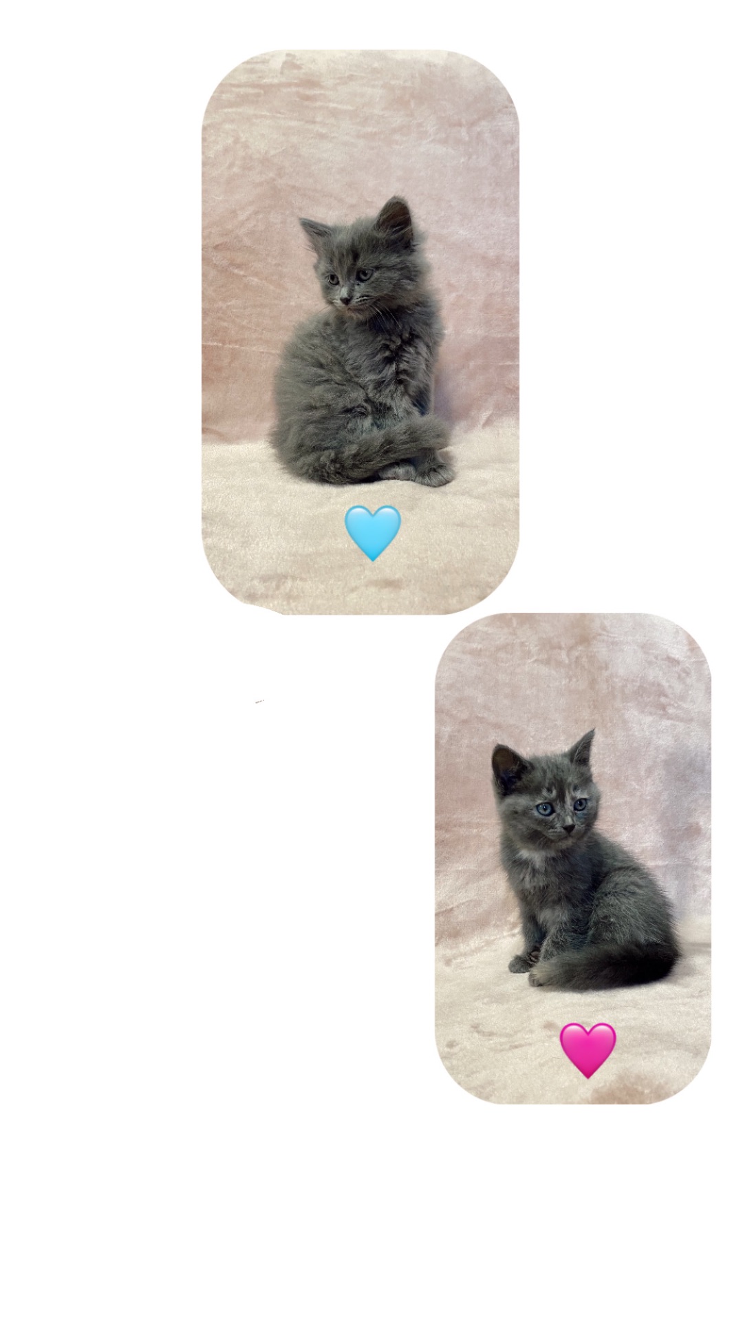 Кошенята норвезькі блакитні, змішані з сіберяком