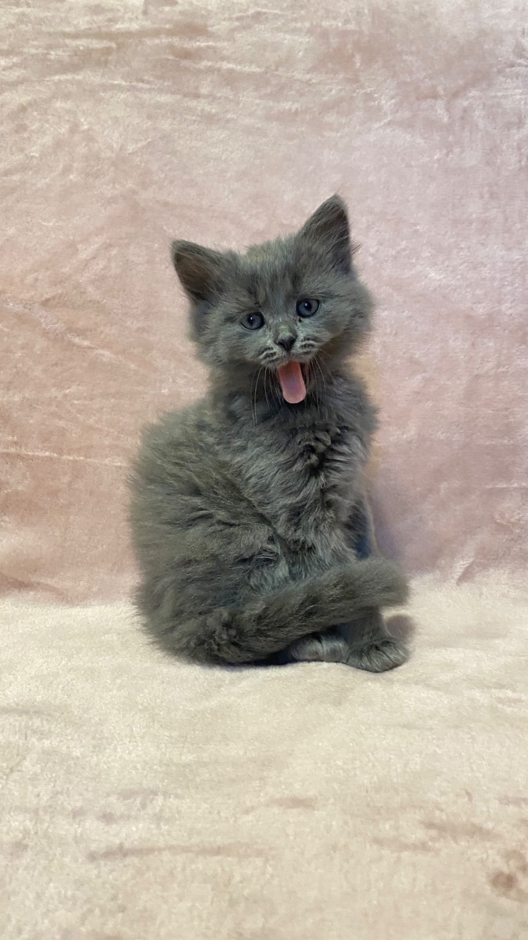 Кошенята норвезькі блакитні, змішані з сіберяком