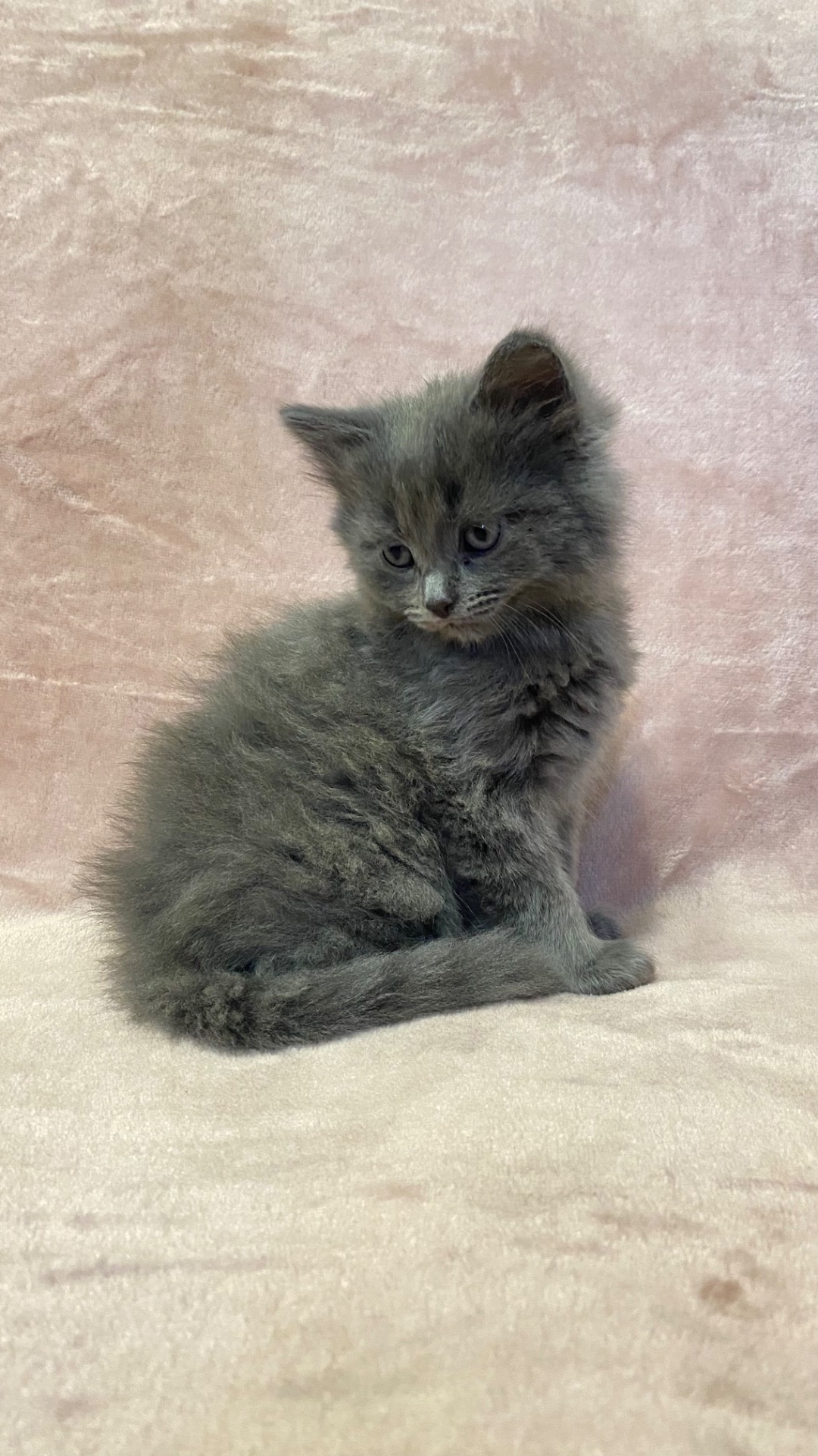 Кошенята норвезькі блакитні, змішані з сіберяком