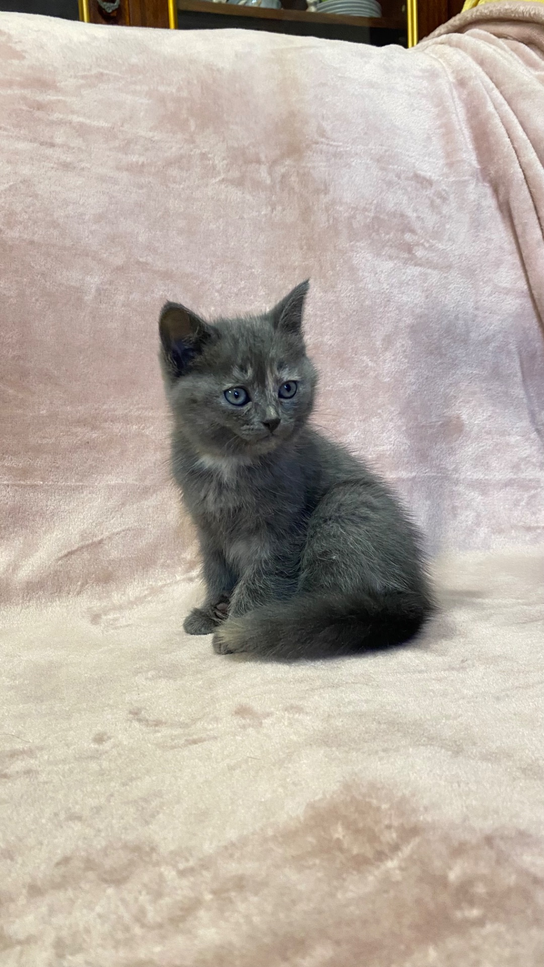 Кошенята норвезькі блакитні, змішані з сіберяком