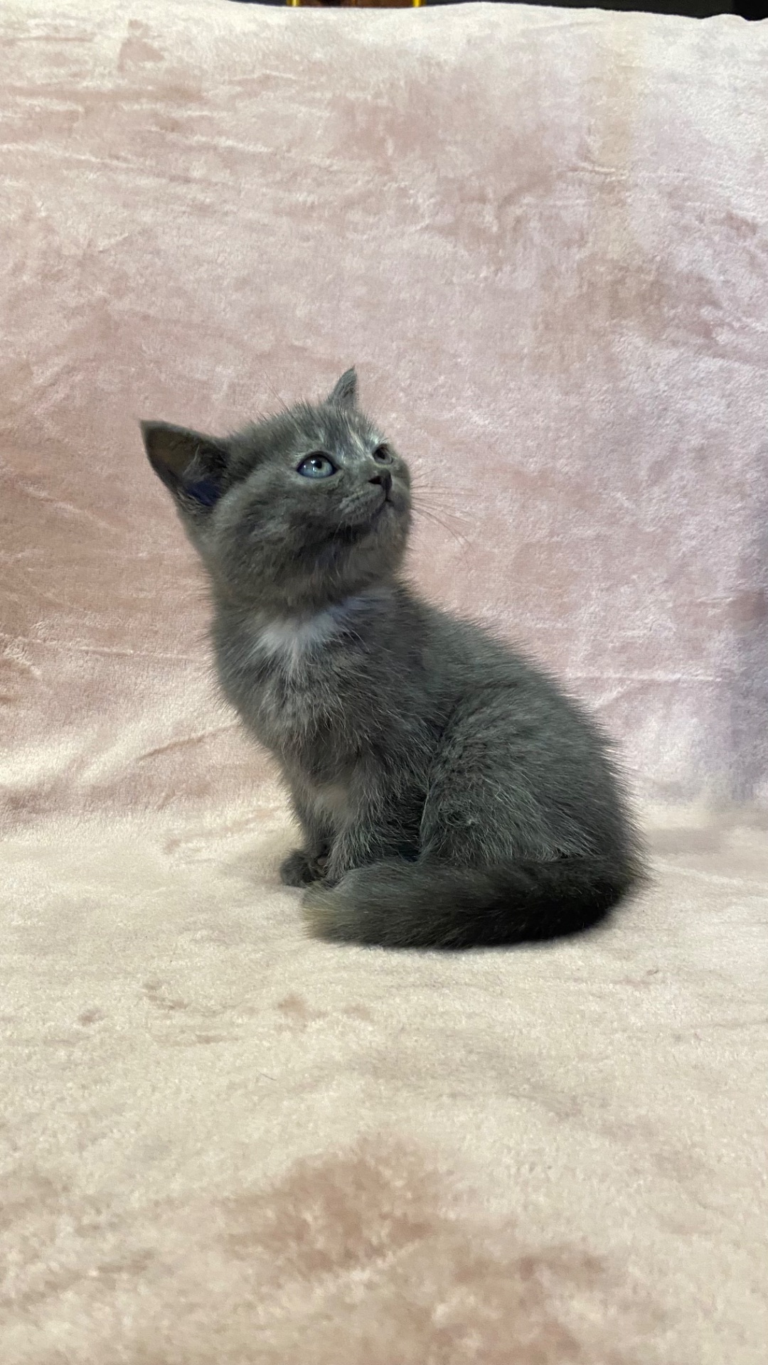 Кошенята норвезькі блакитні, змішані з сіберяком