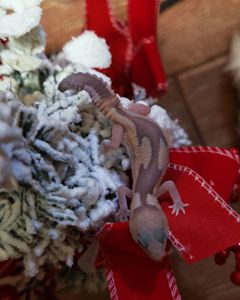 Гемітеконекс (Hemitheconyx caudicinctus)