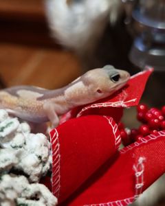 Гемітеконекс (Hemitheconyx caudicinctus)