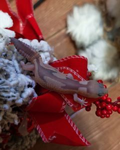 Гемітеконекс (Hemitheconyx caudicinctus)