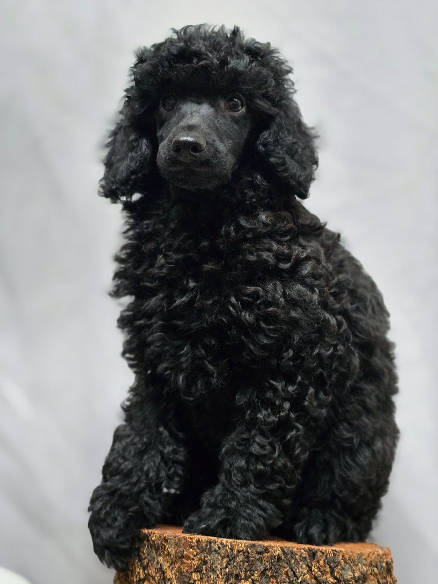 Щенок чёрного пуделя
