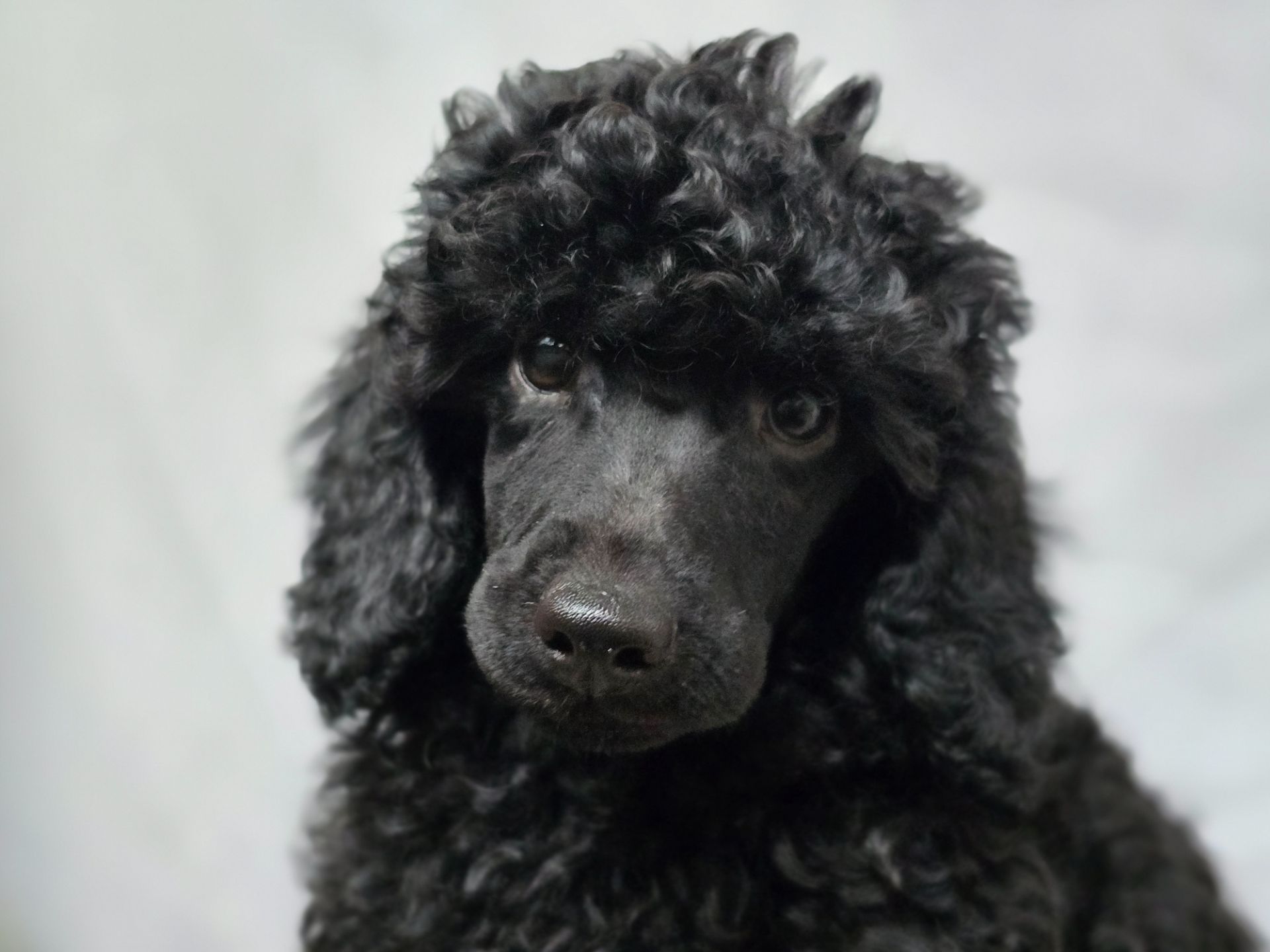 Щенок чёрного пуделя