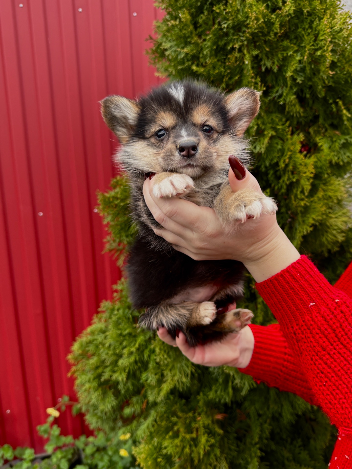 Дівчинка вельш коргі пемблок бобтейл