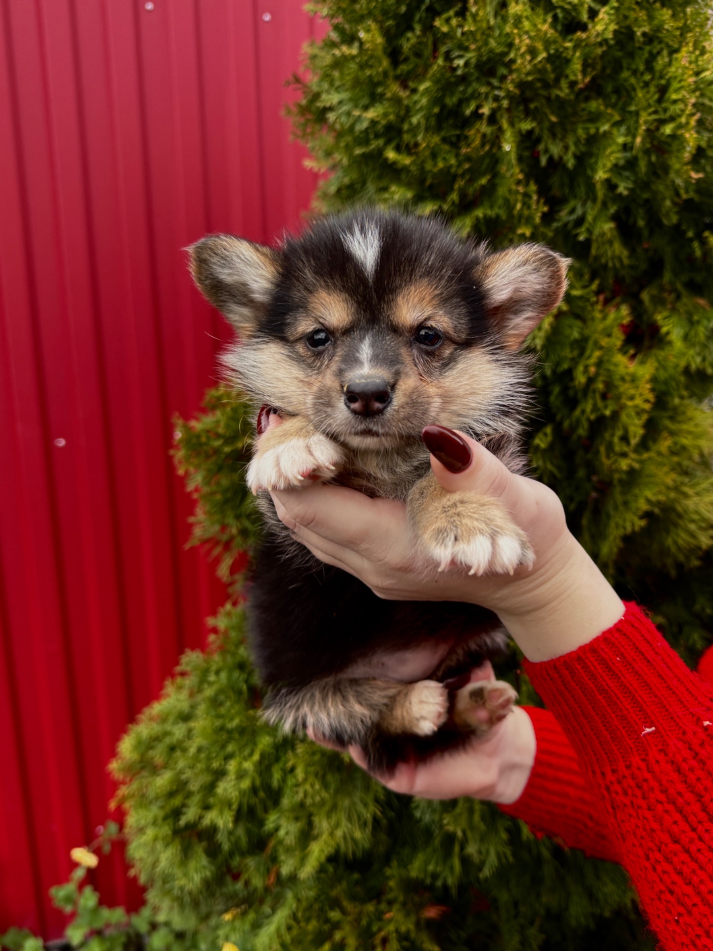 Дівчинка вельш коргі пемблок бобтейл