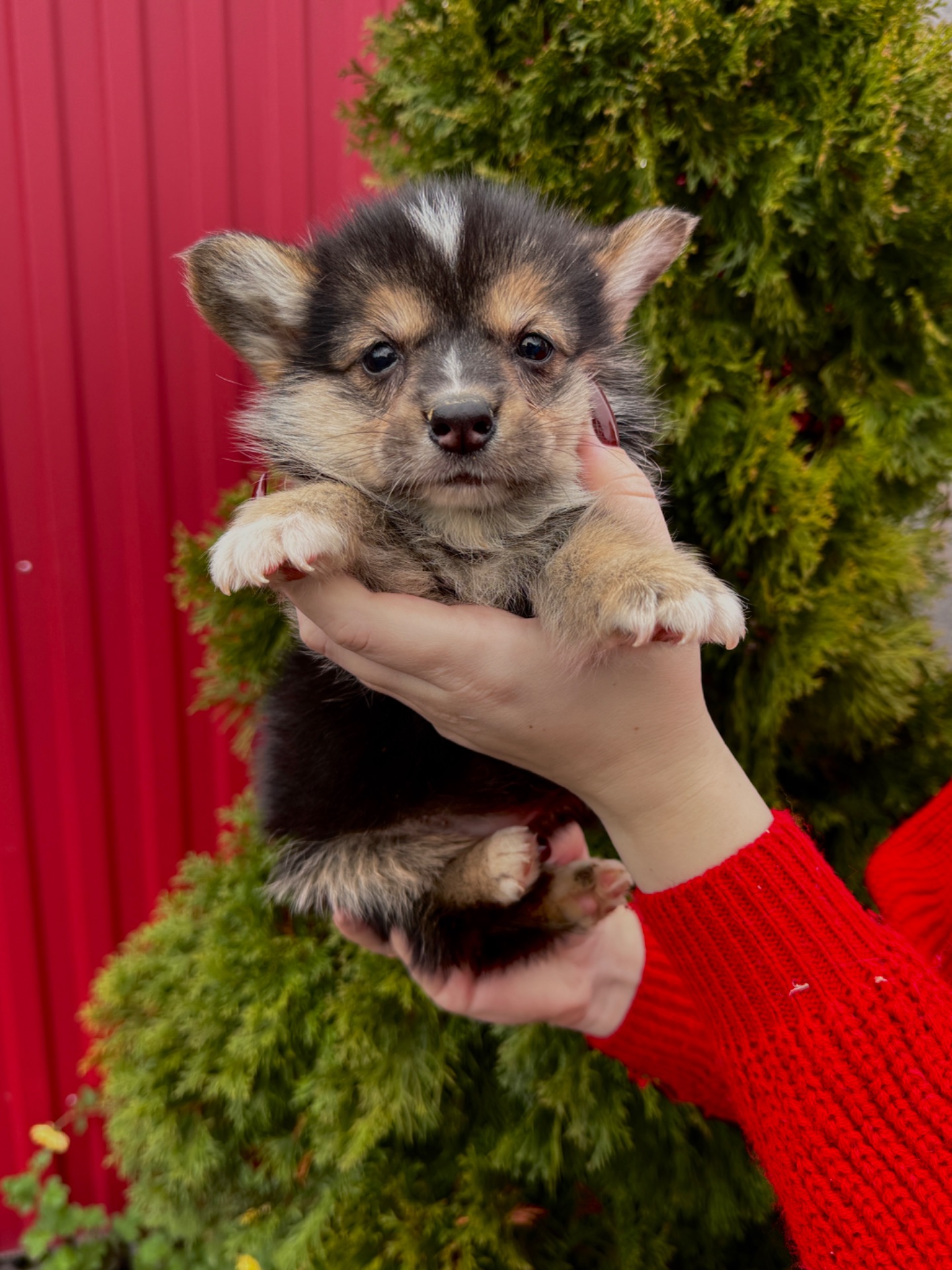 Дівчинка вельш коргі пемблок бобтейл